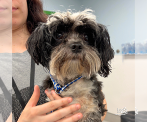 Shih Tzu-Unknown Mix Dogs for adoption in Washington, DC, USA