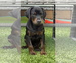 Small Rotterman