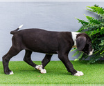 Small Photo #132 Great Dane Puppy For Sale in WAKARUSA, IN, USA