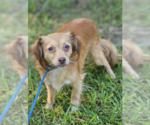 Small #1 Chihuahua Mix