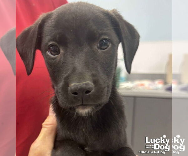 Medium Photo #2 Retriever -Unknown Mix Puppy For Sale in Washington, DC, USA