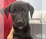 Small #1 Retriever  Mix