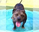 Small #2 American Bulldog Mix