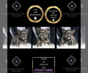 French Bulldog Puppy for Sale in WARSAW, Indiana USA