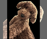Small #17 Goldendoodle