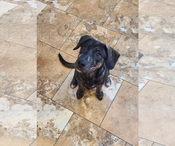 Medium Photo #12 Huskies -Labrador Retriever Mix Puppy For Sale in Columbus, IN, USA