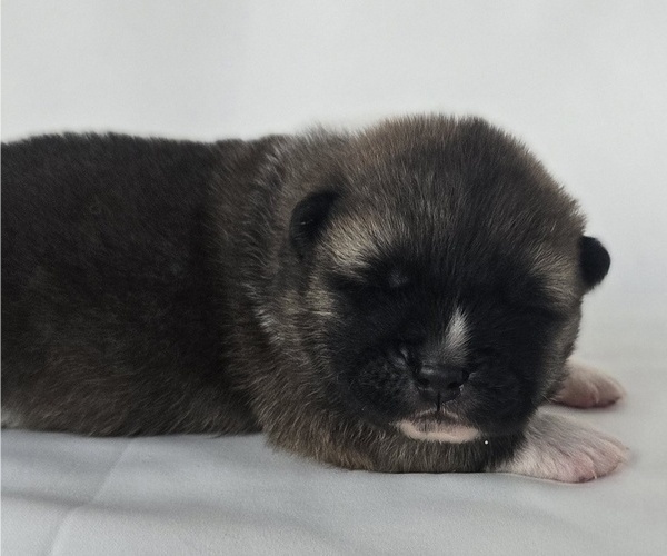 Medium Photo #3 Akita Puppy For Sale in STRAFFORD, MO, USA