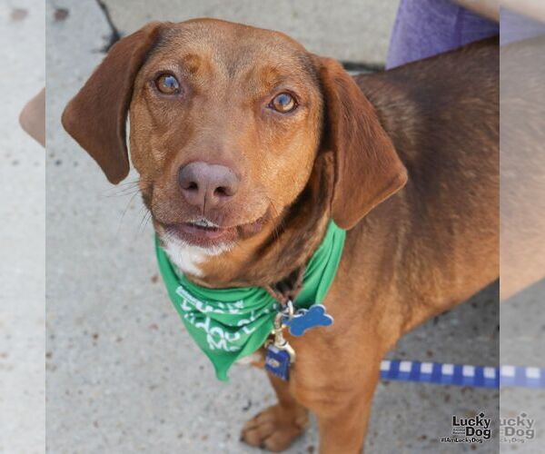 Medium Photo #6 Mutt Puppy For Sale in Washington, DC, USA
