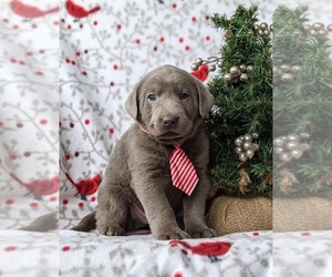 Labrador Retriever Puppy for sale in NOTTINGHAM, PA, USA