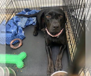 Labrador Retriever Dogs for adoption in GILBERTS, IL, USA
