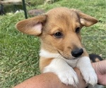 Small Photo #15 Pembroke Welsh Corgi Puppy For Sale in BRYAN, TX, USA