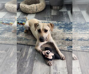 Labrador Retriever-Unknown Mix Dogs for adoption in Fenton, MO, USA