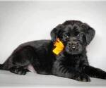Small Photo #3 Labradoodle Puppy For Sale in MODESTO, CA, USA