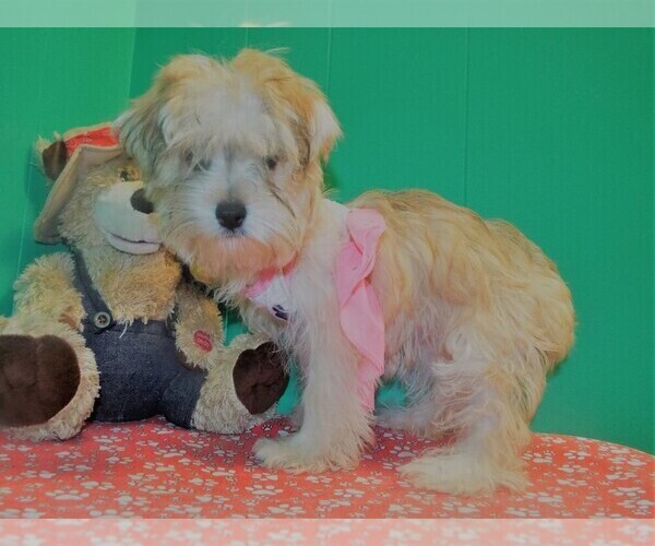 Medium Photo #2 Morkie Puppy For Sale in PATERSON, NJ, USA