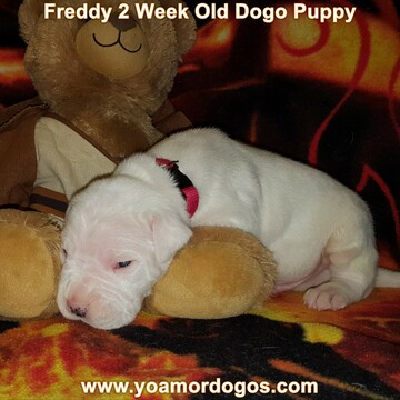 Medium Photo #50 Dogo Argentino Puppy For Sale in JANE, MO, USA