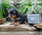 Small #3 Yorkshire Terrier