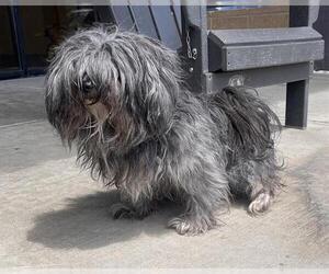 Maltese-Unknown Mix Dogs for adoption in Denver, CO, USA