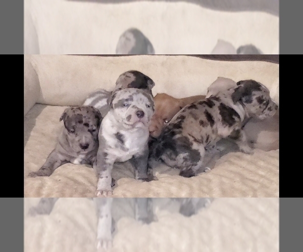 Medium Photo #1 American Bully Puppy For Sale in WEST MILTON, OH, USA