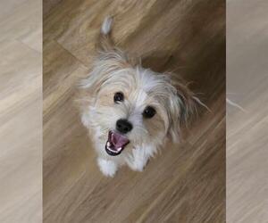 Pin-Tzu Puppy for sale in TRENTON, NJ, USA