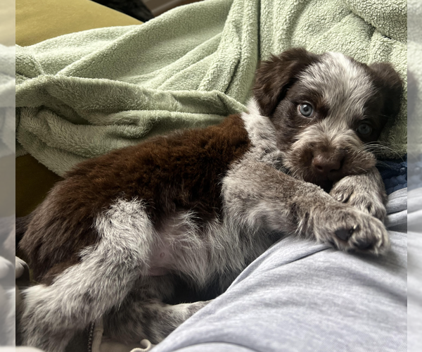 Medium Photo #3 Mutt Puppy For Sale in Brooklyn, NY, USA