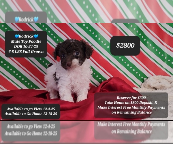 Medium Photo #1 Poodle (Toy) Puppy For Sale in TUCSON, AZ, USA