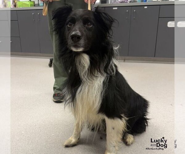 Medium Photo #1 Border Collie-Unknown Mix Puppy For Sale in Washington, DC, USA