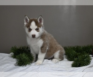 Siberian Husky Puppy for sale in HOLMESVILLE, OH, USA