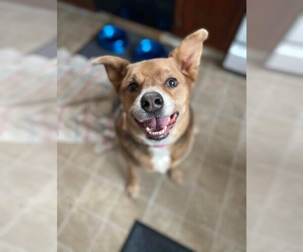 Medium Photo #5 Mutt Puppy For Sale in Lockport, NY, USA