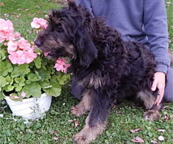 Medium Photo #6 Bernedoodle-Golden Retriever Mix Puppy For Sale in HOLMESVILLE, OH, USA