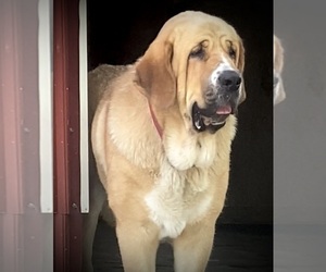 Mother of the Spanish Mastiff puppies born on 08/04/2026