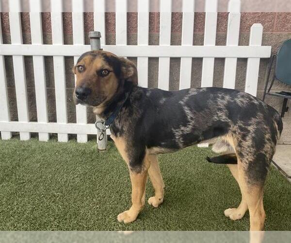 Medium Photo #1 Catahoula Leopard Dog-Unknown Mix Puppy For Sale in Modesto, CA, USA