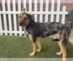Small Catahoula Leopard Dog Mix