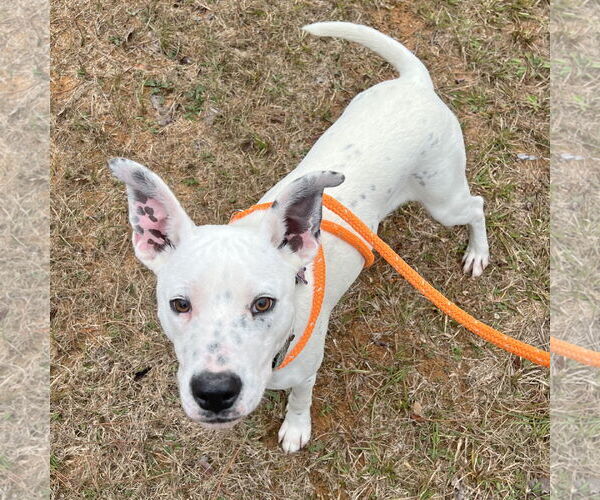 Medium Photo #4 Mutt Puppy For Sale in McCormick, SC, USA