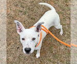 Small #3 Mutt