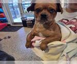 Small Pug Mix