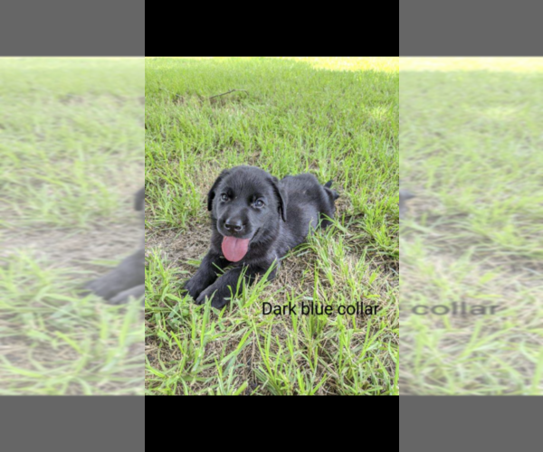 Medium Photo #9 Labrador Retriever Puppy For Sale in BETHCAR, SC, USA