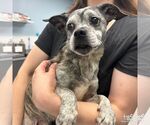 Small #2 French Bullhuahua