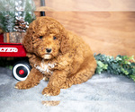 Small Photo #21 Poodle (Miniature) Puppy For Sale in WOLCOTTVILLE, IN, USA