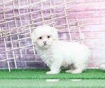 Small Photo #4 Maltese Puppy For Sale in BEL AIR, MD, USA