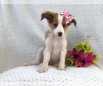 Small Photo #1 Shetland Sheepdog Puppy For Sale in LAKELAND, FL, USA