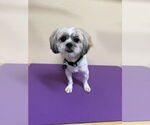Small #3 Shih Tzu