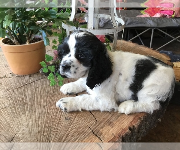 Medium Photo #3 Cocker Spaniel Puppy For Sale in CROSS TIMBERS, MO, USA
