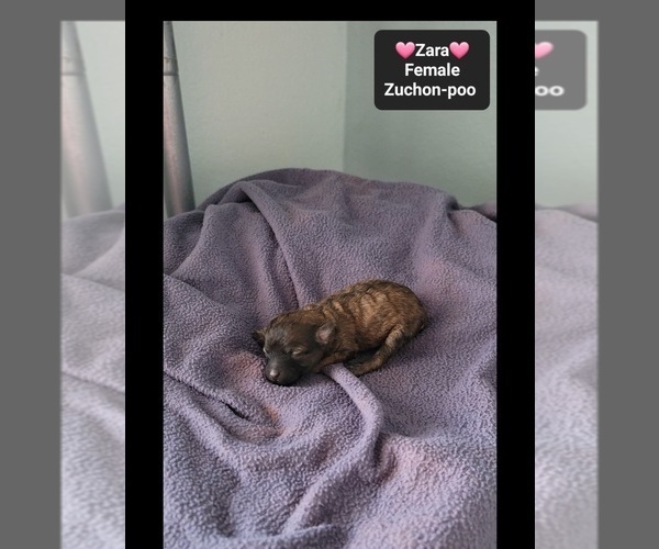 Medium Photo #3 Poodle (Toy)-Zuchon Mix Puppy For Sale in TUCSON, AZ, USA