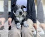 Small Photo #3 Australian Cattle Dog Puppy For Sale in OAKLEY, CA, USA