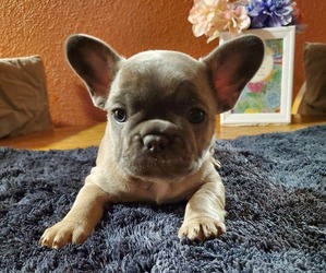 French Bulldog Puppy for sale in ELK GROVE, CA, USA