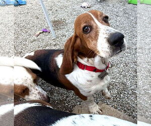 Basset Hound Dogs for adoption in Deepwater, NJ, USA