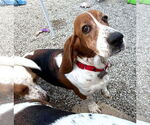 Small Basset Hound