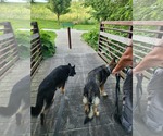Small #4 German Shepherd Dog