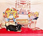 Small #8 Chihuahua