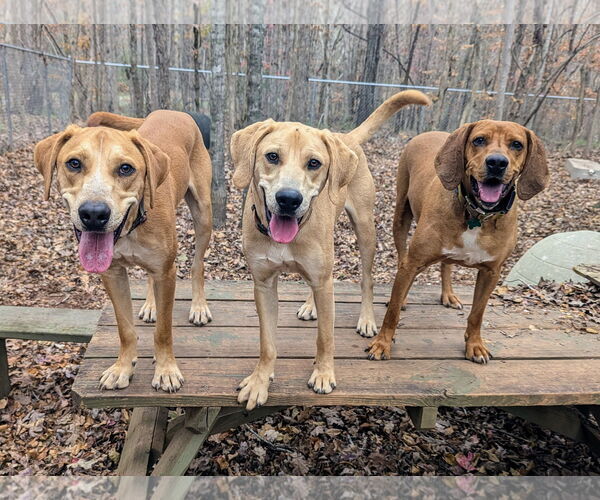 Medium Photo #4 Mutt Puppy For Sale in McCormick, SC, USA